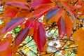 Bright red and orange autumn leaves of a Tupelo or Black Gum Tree Nyssa sylvatica in a botany in Poland