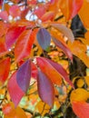 Bright red and orange autumn leaves of a Tupelo or Black Gum Tree Nyssa sylvatica in a botany in Poland Royalty Free Stock Photo