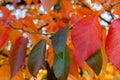 Bright red and orange autumn leaves of a Tupelo or Black Gum Tree Nyssa sylvatica in a botany in Poland Royalty Free Stock Photo