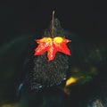 Bright red orange autumn maple leaf fallen in water. Royalty Free Stock Photo