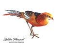 Bright Red And Orange Chinese Pheasant Watercolor Drawing