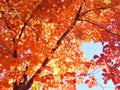 BRIGHT RED AND ORANGE COLORED AUTUMN FOLIAGE Royalty Free Stock Photo