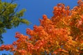 Bright red and orange foliage of maple tree and green leaves of oak tree on the background of clear blue sky. Forest in autumn Royalty Free Stock Photo