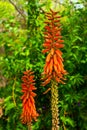 Kniphofia galpinii flower Royalty Free Stock Photo