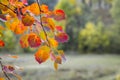 Bright red and orange leaves on the aspen branches on the background of the forest_ Royalty Free Stock Photo