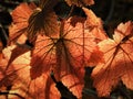 Abstract Backlit Maple Leaf Background in Autumn Royalty Free Stock Photo