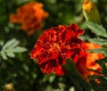 Bright, red, orange marigold flowers bloom in the garden on a summer day. Marigold flowers on a background of green leaves Royalty Free Stock Photo
