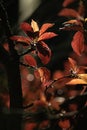 Bright tall red and orange new leaves on tree branches in spring evening Royalty Free Stock Photo