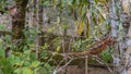 A bright red-orange panther chameleon Furcifer Pardalis climbs a tree. Royalty Free Stock Photo