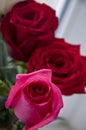 Bright red, orange, pink and white roses in the bouquet Royalty Free Stock Photo