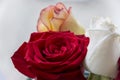Bright red, orange, pink and white roses in the bouquet Royalty Free Stock Photo