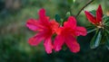 Bright red orange Rhododendron Azalea close-up. Beautiful colorful flowers of rhododendron in spring Arboretum Park Southern