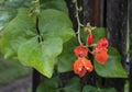 Bright Red Orange Runner Bean Blossoms Royalty Free Stock Photo