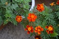 Bright red and orange tagetes flowers on the balcony. Top view on potted plants