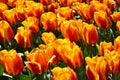 Bright red and orange tulips in a tulip farm field in Holland Royalty Free Stock Photo