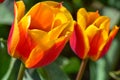 Bright red and orange tulips in a tulip field in Holland Royalty Free Stock Photo