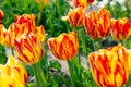 Bright red, orange and yellow blossoming tulip flowers on the field in spring against the blue sky. Royalty Free Stock Photo