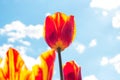 Bright red, orange and yellow blossoming tulip flowers on the field in spring against the blue sky. Royalty Free Stock Photo