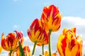 Bright red, orange and yellow blossoming tulip flowers on the field in spring against the blue sky. Royalty Free Stock Photo