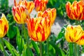 Bright red, orange and yellow blossoming tulip flowers on the field in spring against the blue sky. Royalty Free Stock Photo