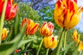 Bright red, orange and yellow blossoming tulip flowers on the field in spring against the blue sky. Royalty Free Stock Photo