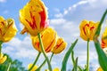 Bright red, orange and yellow blossoming tulip flowers on the field in spring against the blue sky. Royalty Free Stock Photo