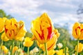 Bright red, orange and yellow blossoming tulip flowers on the field in spring against the blue sky. Royalty Free Stock Photo