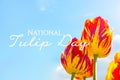 Bright red, orange and yellow blossoming tulip flowers on the field in spring against the blue sky with National Tulip Day words. Royalty Free Stock Photo