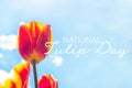 Bright red, orange and yellow blossoming tulip flowers on the field in spring against the blue sky with National Tulip Day words. Royalty Free Stock Photo