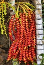 Bright red peach palm berries