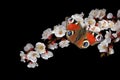 Bright red peacock butterfly on apricot flowers isolated on black.  close up. copy space Royalty Free Stock Photo