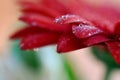 Bright red petals of gerbera flower in water droplets close-up macro on green blurred bokeh background Royalty Free Stock Photo