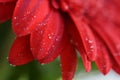Bright red petals of gerbera flower in water droplets close-up macro on green blurred bokeh background Royalty Free Stock Photo