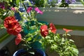 Bright red petunia flowers in small garden on the balcony. Home greening with potted plants Royalty Free Stock Photo