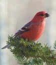 Bright red Pine Grosbeak on Balsam bough