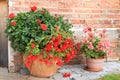 Bright red and pink flowers in ceramic pots outdoors against a stone wall Royalty Free Stock Photo