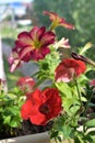 Bright red and pink flowers of petunia. Balcony greenery in summer Royalty Free Stock Photo