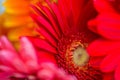 Bright Red and Pink Gerbera flowers background Royalty Free Stock Photo