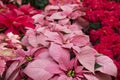 Bright red and pink poinsettia or christmas flower