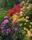 Bright red, pink and yellow Rhododendron flowers in Tartu University Botanical Gardens, Tartu, Tartumaa, Estonia, May 2019 Royalty Free Stock Photo