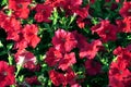 Bright red pituniya Royalty Free Stock Photo