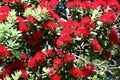 Bright Red Pohutukawa Blossoms