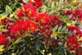 Bright red Pohutukawa tree flowers - symbol of New Zealand Christmas