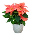 Bright red poinsettia flower in silver flower pot isolated on white background with shadow. Light orange Christmas Flower.