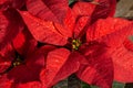 Bright Red Glitter Poinsettia ready for the holiday season