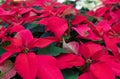 Bright Red Poinsettia ready for the holiday season