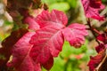 Bright red poison oak Toxicodendron diversilobum leaves Royalty Free Stock Photo