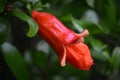 Bright red pomegranate flower and leaves