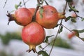 Bright red pomegranates ripen on the tree