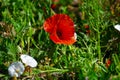 Bright red poppies on a background of grass Royalty Free Stock Photo